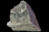 Polished Dinosaur Bone (Gembone) Section - Colorado #72975-2